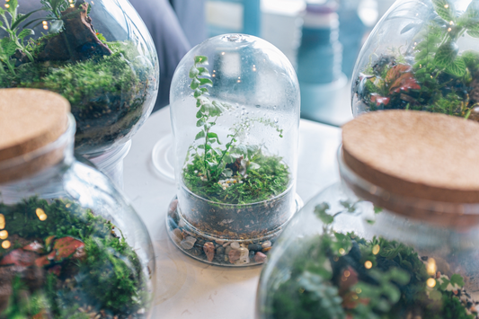 Best Plants for Closed Terrariums (and Which Ones to Avoid)