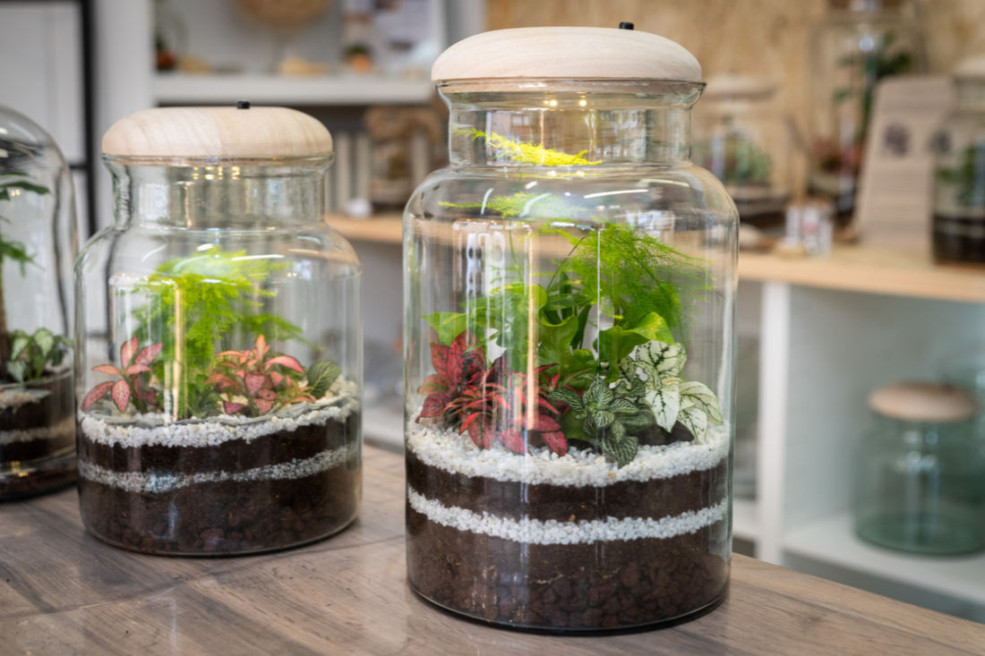 Lighting Tips for Healthy Closed Terrariums